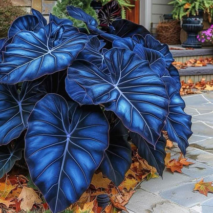 🎁2025 Special Offer🍃 Rare Hosta Flower Seeds🌿